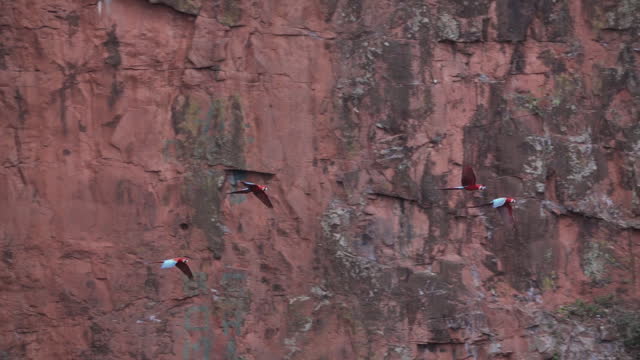 flock of red and green macaw, Ara chloropterus, also green winged macaw, flying through the deep gorge of the Buraco das Araras in Brazil.