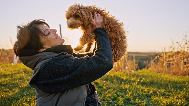 SLO MO Side View of Happy Mature Woman Spending Leisure Time With Cute Toy Poodle on Meadow at Sunset