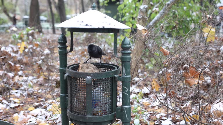 The Crow Eats from the garbage can