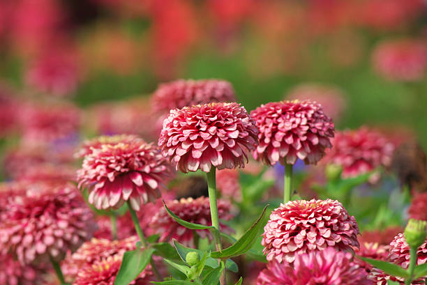 zinnia flower blooming stock photo