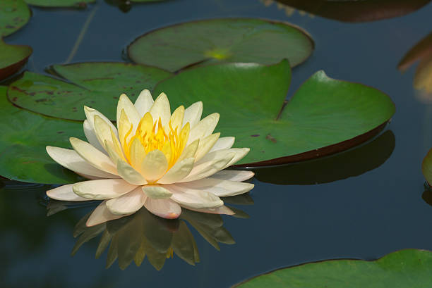 lotus blooming stock photo