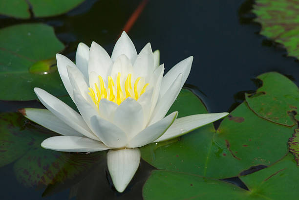 white lotus stock photo