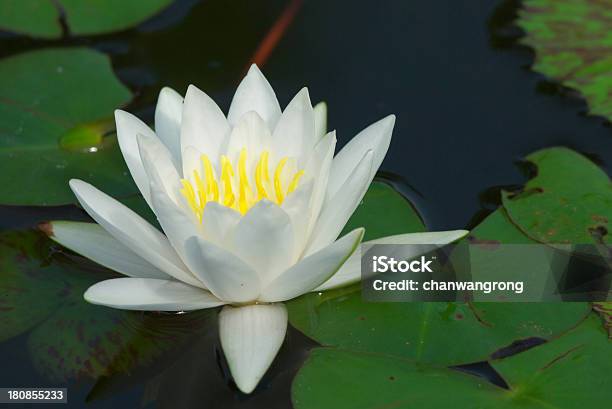 Biały Lotus - zdjęcia stockowe i więcej obrazów Azja - Azja, Bez ludzi, Botanika