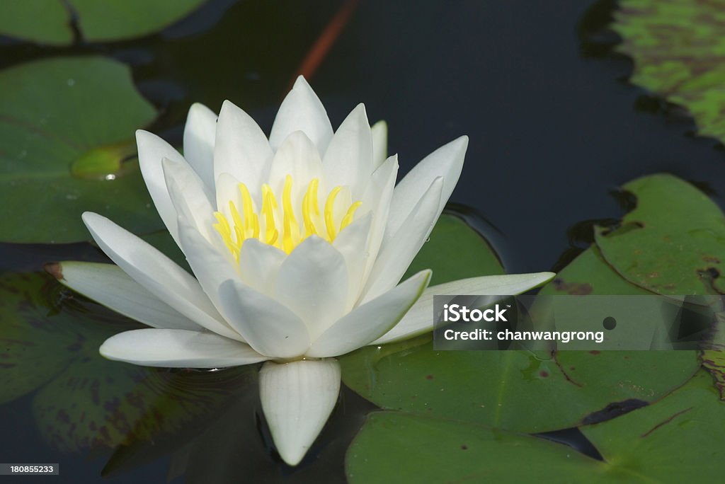 Белый lotus - Стоковые фото Азия роялти-фри