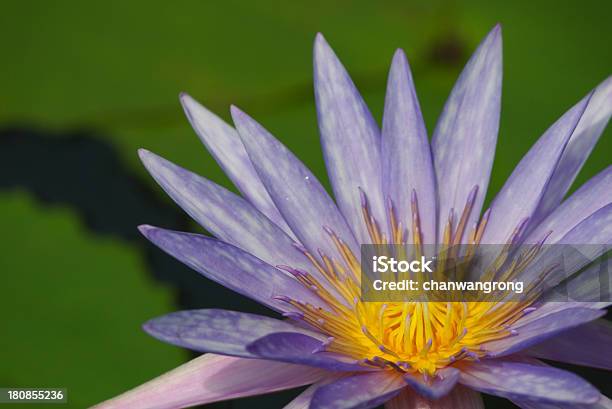 Lótus Roxo - Fotografias de stock e mais imagens de Ao Ar Livre - Ao Ar Livre, Beleza natural, Botânica - Ciência de plantas