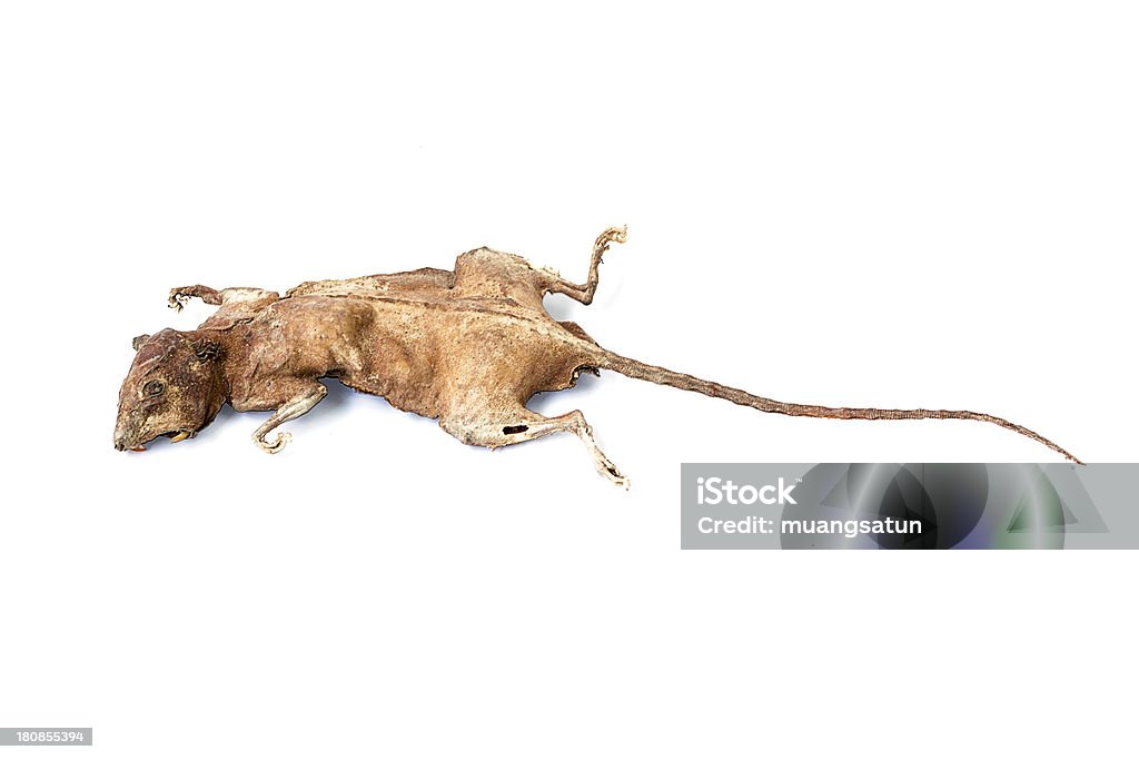 Мертвый крыс - Стоковые фото Болезнь роялти-фри