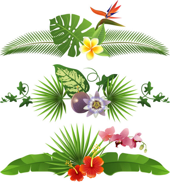 Tropical borders 3 decorative tropical borders from leaves and flowers - vector. EPS 10. File contains transparences! passion fruit flower stock illustrations