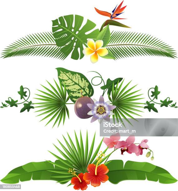 Tropical Borders Stock Illustration - Download Image Now - Passion Fruit, Flower, Vector