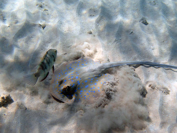 istock snorkeling in the red sea 180855735