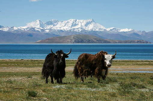 西藏氂牛