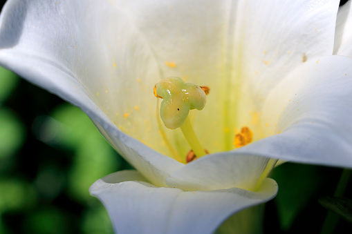 Christmas Lilium White Heaven with close-up on centre and stigma