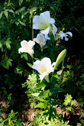 Easter lilies and ferns outside in a garden during the spring season.  Room for copy space.