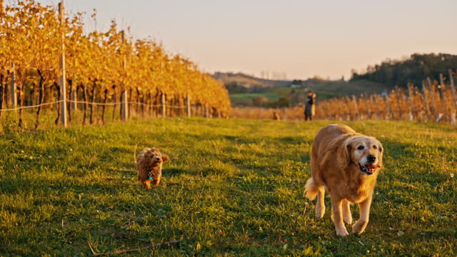 SLO MO Cute Dogs Running on Meadow in Vineyard Under Clear Sky at Sunset