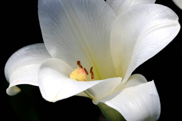 Summer lily in dark background with very shallow depth of field.