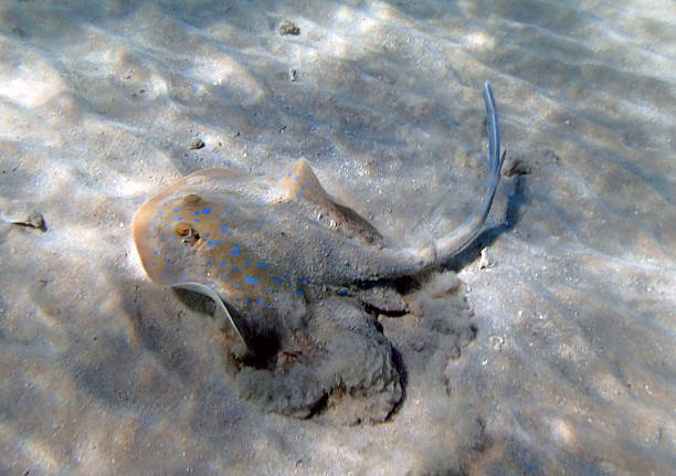 istock snorkeling in the red sea 180856899