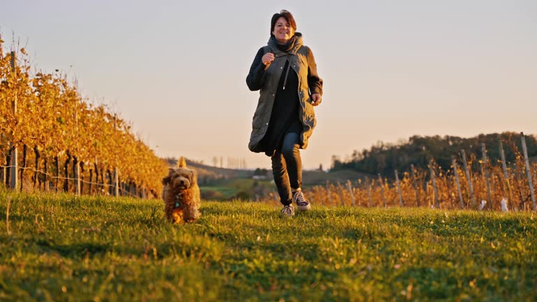 SLO MO Cheerful Mature Woman Running With Three Dogs on Meadow in Vineyard Under Clear Sky at Sunset