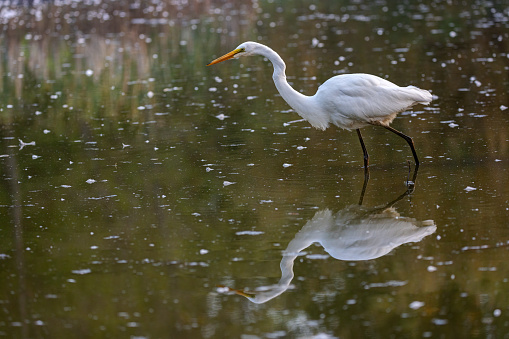 Great Egret, Vancouver, BC, Canada