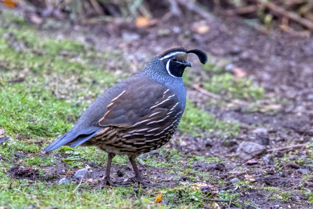 istock California Quail, Delta, BC, Canada 1808577206