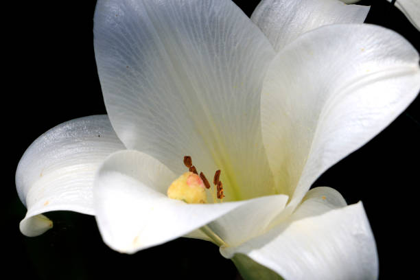 Christmas Lily Lilium longiflorum Focus on Anther stock photo