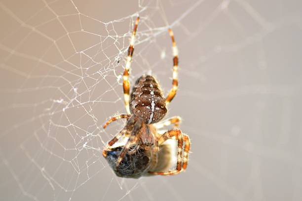 Spider Spider in web with a wasp wrapped in silk spinning web stock pictures, royalty-free photos & images