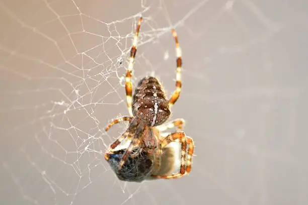 Photo of Spider