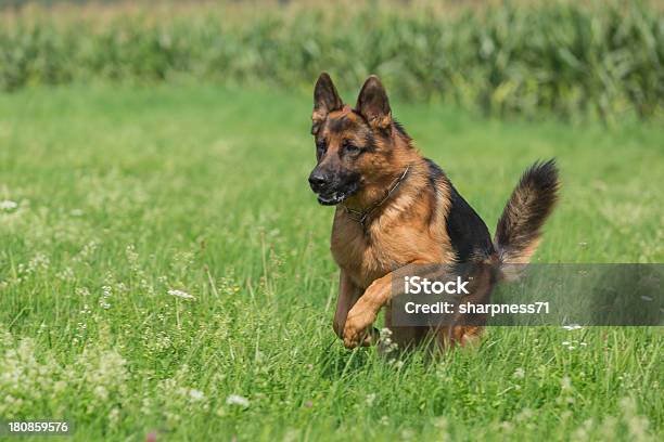 Schäferhund - zdjęcia stockowe i więcej obrazów Owczarek niemiecki - Owczarek niemiecki, Ruch, Biegać