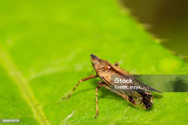 Homoptera Insekten Stockfoto und mehr Bilder von Biologie - Biologie, Bizarr, Blatt - Pflanzenbestandteile