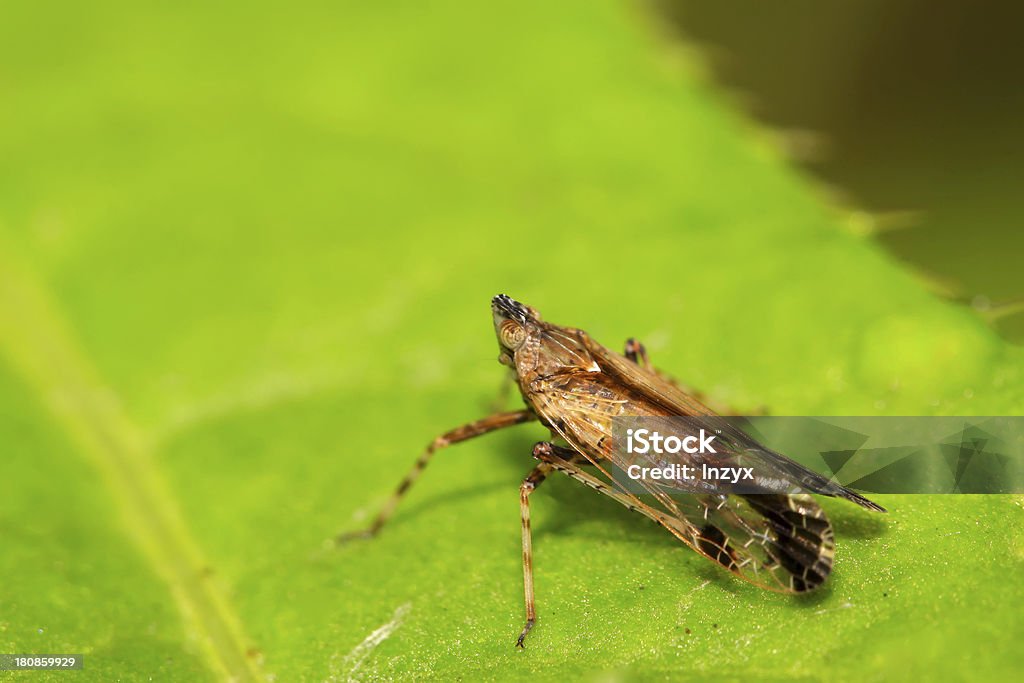 homoptera 곤충 - 로열티 프리 곤충 스톡 사진