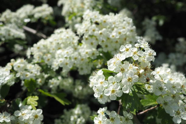 istock White spring flowers on a tree branch, green bokeh background. Spring flowering tree branch with white flowers. Branches of blossoming cherry with soft focus. Beautiful floral image of spring nature. 1808603208