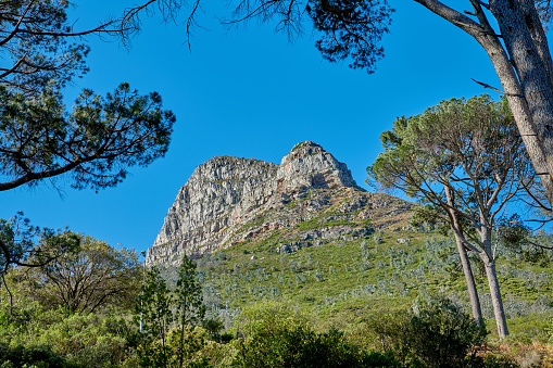 A photo of trees and rocks close to Cape Town