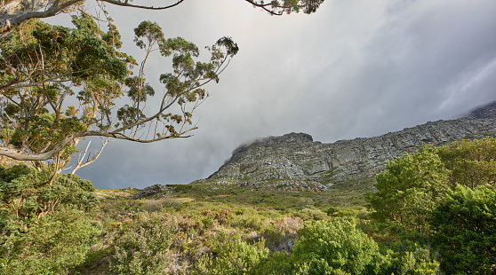 A photo of trees and rocks close to Cape Town