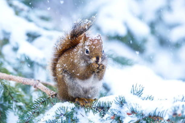 istock Snoy weather in the forest, squirrel eats on the fir branch. 1808611927