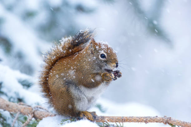 istock Snoy weather in the forest, squirrel eats on the fir branch. 1808611940