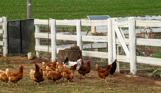 Chicken at an Amish farm in Lancaster, Pennsylvania, USA