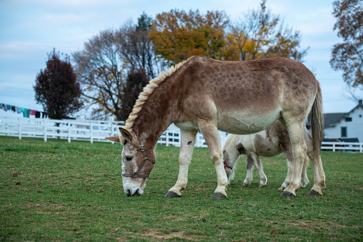 Horses at an Amish farm in Lancaster, Pennsylvania, USA