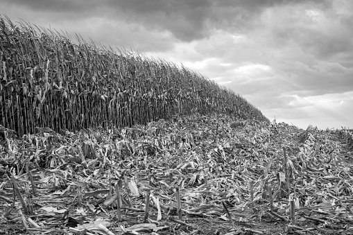 Corn field after harvest at an Amish farm in Lancaster, Pennsylvania, USA