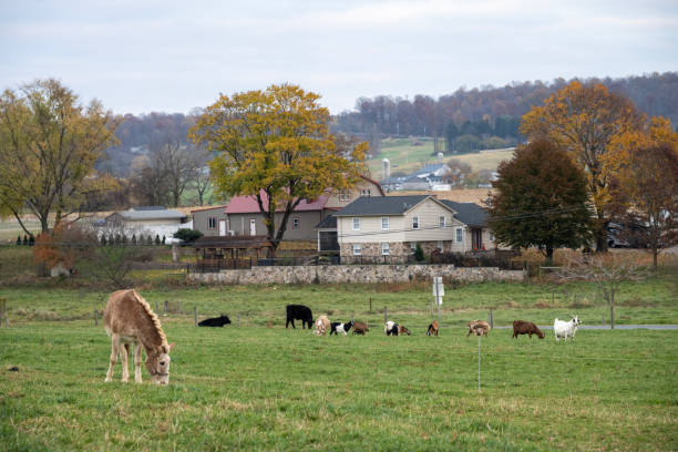 Animals at an Amish farm in Lancaster, Pennsylvania, USA