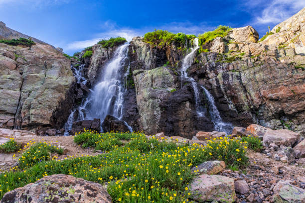 Yellow cinqufoil wildflowers line the base of Timberline Falls in Rocky Mountain National Park, Estes Park, Colorado.