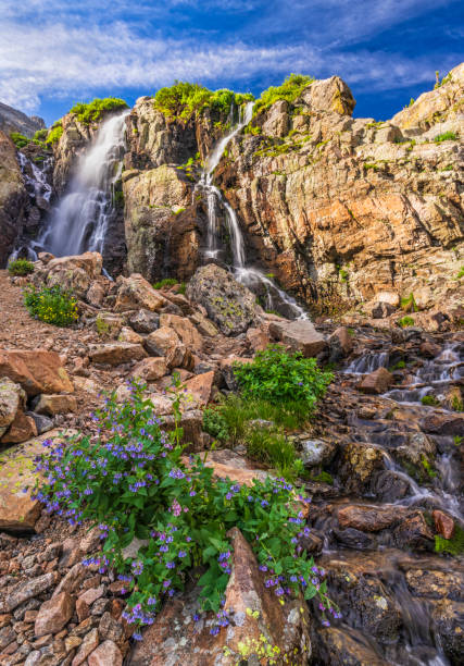 sunset light touches the peaks of a mountain ridge while a stream flows below in a meadow of wildflowers and green grasses.  horizontal wide angle composition.  american basin, san juan mountains, silverton, colorado.  