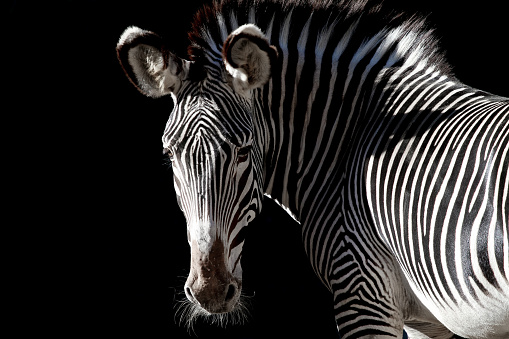 Portrait of a zebra looking at the camera with black background.