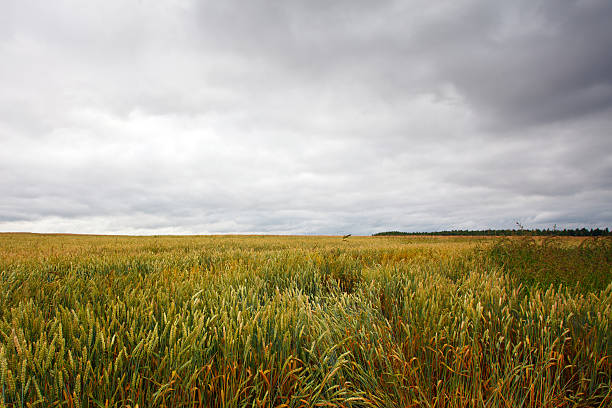 istock Ears of wheat in the field 180862468