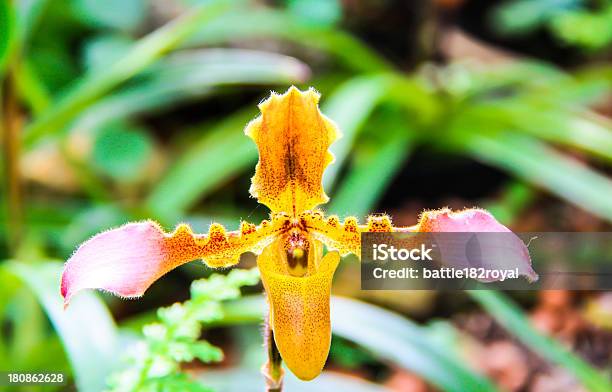 Orchidee Blume In Thailand Stockfoto und mehr Bilder von Biologie - Biologie, Blatt - Pflanzenbestandteile, Blüte