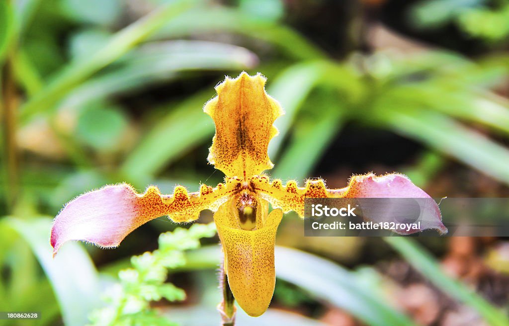 Orchidea kwiat w Tajlandii - Zbiór zdjęć royalty-free (Biologia - Nauka)