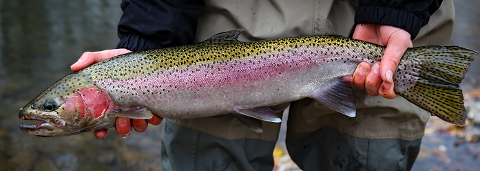 Fly fishing for steelhead trout in Idaho