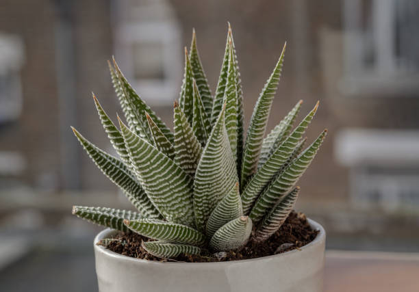 istock Haworthia limifolia (Spider White) with green base, and a unique pattern of white in ceramic pot. 1808627319