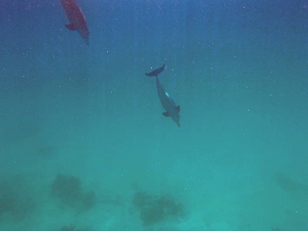istock snorkeling in the red sea 180862818