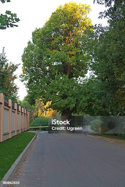 Road Oak Tree Stockfoto und mehr Bilder von Fehlermeldung - Fehlermeldung, Schotterstrecke, Asphalt