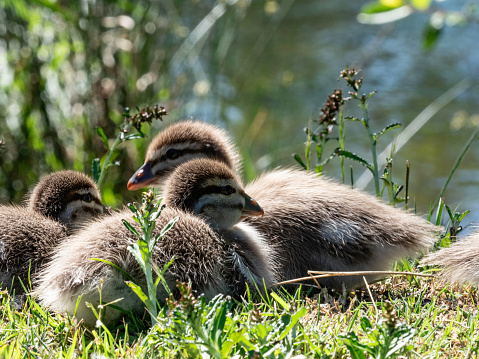 Baby ducks in sunlight
