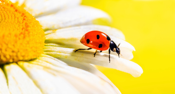 Closeup of a red ladybug facing copy space on a flower