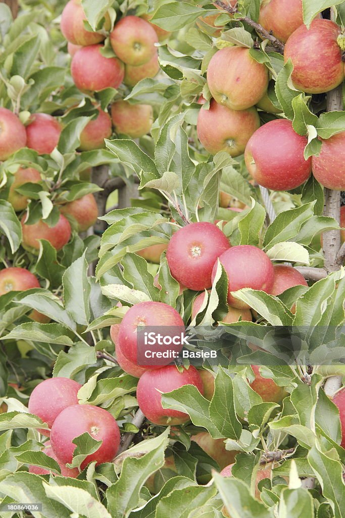Apple orchard - Lizenzfrei Apfel Stock-Foto